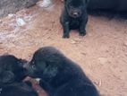 lion Pomeranian puppies