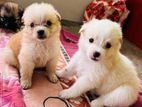 Lion Pomeranian Puppies