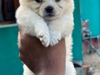 Lion Pomeranian Puppies