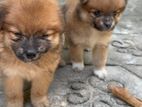 Lion Pomeranian Puppies