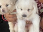 Lion Pomeranian Puppies