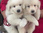 Lion Pomeranian Puppies