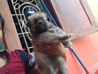 Lion Pomeranian Puppies