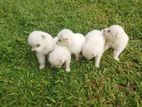 Lion Pomeranian Puppies