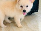 Lion pomeranian puppies