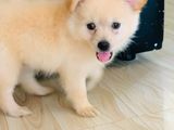 Lion pomeranian puppies