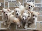 Lion Pomeranian Puppies