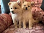 Lion Pomeranian Puppies