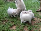 Lion Pomeranian Puppies