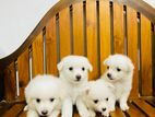 Lion Pomeranian Puppies