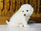 Lion Pomeranian Puppies