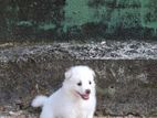 lion pomeranian puppies