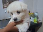 lion pomeranian puppies