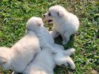 Lion Pomeranian Puppies