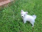 Lion Pomeranian Puppies