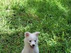 lion pomeranian puppies