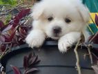 Lion Pomeranian Puppies