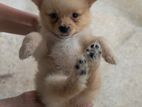 Lion Pomeranian Puppies