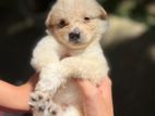 Lion Pomeranian Puppies