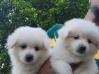 Lion Pomeranian Puppies