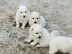 Lion Pomeranian Puppies for Sale