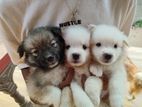 Lion Pomeranian Puppies