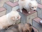 Lion Pomeranian Puppies