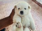 Lion Pomeranian Puppies