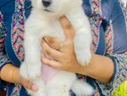 Lion Pomeranian Puppies