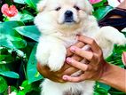 Lion Pomeranian Puppies