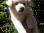 Lion Pomeranian Puppies