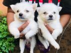 Lion Pomeranian Puppies