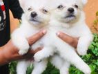 Lion pomeranian puppies