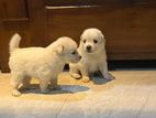 Lion Pomeranian Puppies