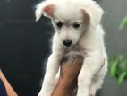 Lion Pomeranian Puppies