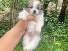 Lion Pomeranian Puppies
