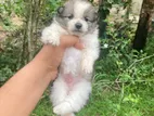 Lion Pomeranian Puppies