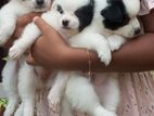 Lion Pomeranian Puppies