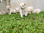 Lion Pomeranian Puppies