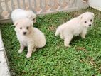 Lion Pomeranian Puppies