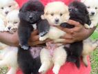 Lion Pomeranian Puppies