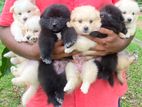 Lion Pomeranian Puppies