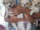 Lion Pomeranian Puppies
