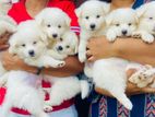 Lion Pomeranian Puppies