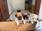 Lion Pomeranian Puppies