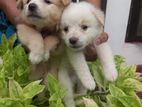 Lion Pomeranian Puppies