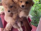 Lion Pomeranian Puppies