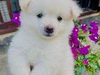 Lion Pomeranian Puppies