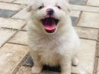 Lion Pomeranian Puppies