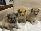 Lion Pomeranian Puppies